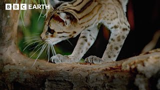 The Big Cat With The Coolest Claws  Big Cats Top Facts  BBC Earth Kids [upl. by Haldi]