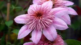 How to Prune Double Flowered Clematis [upl. by Bellaude]