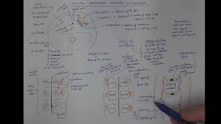 1106 Somites dermatome myotome sclerotome [upl. by Novit]