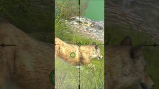 FOX HUNTING shorts viralvideo party 026 [upl. by Einhapets]