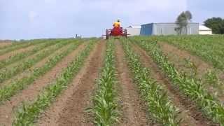 2D David Brown tractor cultivating maize [upl. by Anerbes999]