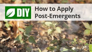 How To Apply PostEmergent Herbicide Weed Killers [upl. by Yattirb]