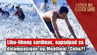 Libolibong sardinas napadpad sa dalampasigan ng Moalboal Cebu  Kapuso Mo Jessica Soho [upl. by Airamzul]