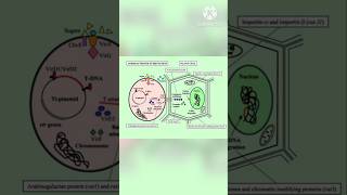 Agrobacterium mediated transformation mystery soni [upl. by Lau973]