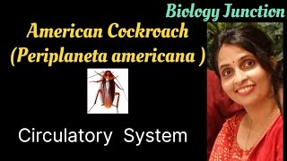 Cockroach  Periplaneta americana  Circulatory system  NEET  Boards [upl. by Aicined]