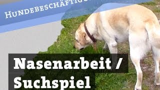 Nasenarbeit  Suchspiel für Hunde  Leckerlisuche Hund Beschäftigung Hundebeschäftigung [upl. by Eelsel]