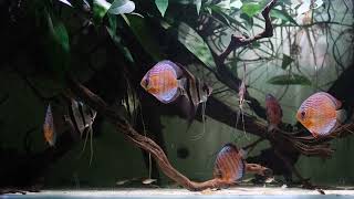 Amazon Unveiled Wild Green Discus amp Altum Angels in a Stunning 600L Natural Aquarium [upl. by Naji]