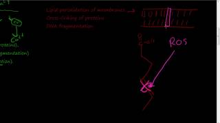 11  Cellular mechanisms of cell injury  Free radical damage Reactive oxygen species glutathione [upl. by Cowley]