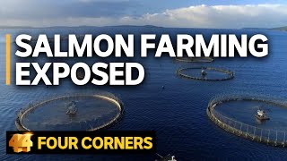 Salmon farming exposed Does the industry’s ‘green image’ stack up  Four Corners [upl. by Runkle183]