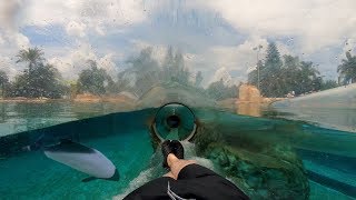 Dolphin Plunge 4K OnRide Aquatica Orlando [upl. by Kennan333]