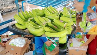 POST HARVEST HANDLING AND PROCESSINGBANANA CAVENDISHPACKING HOUSEBANANA FARM [upl. by Avram]