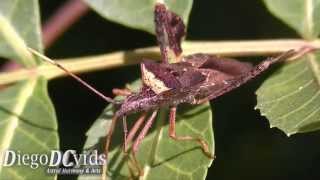 Leptoglossus sp  Leaffooted bug species Coreidae  Anisoscelini percevejo [upl. by Aikehs653]