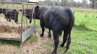 Bull with laminitis [upl. by Aihseyt]