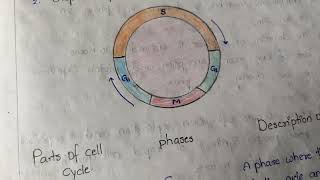 EUKARYOTIC CELL CYCLE AND ITS PHASESDEGREE BIOTECHNOLOGY NOTES [upl. by Eilrebmik788]