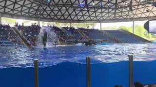 San Antonio Seaworld [upl. by Troth947]