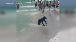 Video Bear runs swims at Florida beach [upl. by Evy]