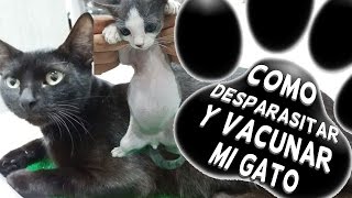 Como desparasitar y vacunar mi gato [upl. by Obadias976]