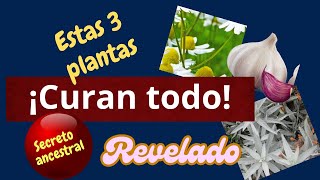 ¡CÚRATE CON ESTAS 3 PLANTAS NO FALLAN [upl. by Aveline91]