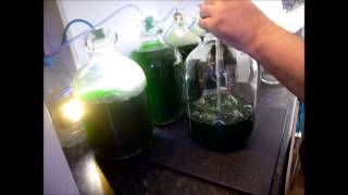 How to Culture Phytoplankton [upl. by Darlleen]