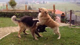 GERMAN SHEPHERD VS GOLDEN RETRIEVER FIGHT COMPILATION [upl. by Eivol]