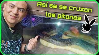 COMO SE APAREAN LAS SERPIENTES 😵 Reproducción y cruza en vivo 🐍❤🐍 [upl. by Hephzibah328]