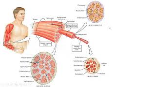 Tissue Biochemistry Structure and Types of Muscles amp Cytoskeleton  Lecture 19b [upl. by Bithia]