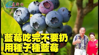 藍莓吃完不要扔，用種子種藍莓！如何高產？ [upl. by Eleen764]