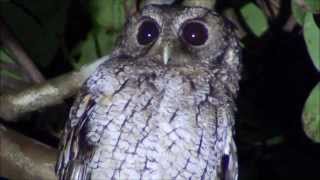 Megascops atricapilla CorujinhasapoBlackcapped Screechowl [upl. by Llevram]