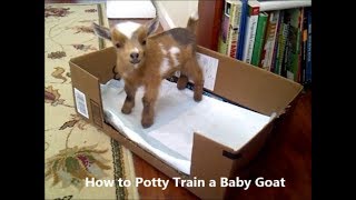 How to Potty Train House Train a Baby Goat Kid [upl. by Aisatana163]