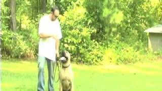 Presa Canario Training in the Yard II [upl. by Nitnerb]