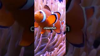 quotWhy Do Clownfish Live in Anemones The Secret Revealedquot [upl. by Guinna]