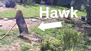 Hawk tries to get baby chickens and rooster attacks [upl. by Harlen]