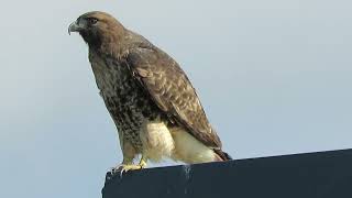 102424 Adult RedTailed Hawk Hunting Kent Wa 1556163 [upl. by Katey]