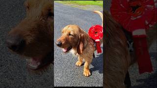 BALDER basset fauve de bretagne rairides Davik Bremanger doglover dog jakthund [upl. by Erleena]