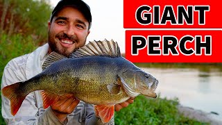 Giant River Perch  lure Fishing Uk  Surface Lures [upl. by Si]