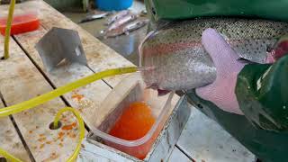 Spawning winter steelhead and assessing broodstock at Alsea Hatchery [upl. by Aniala]