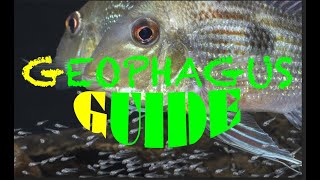 Geophagus  Guide to Amazonian Eartheaters  nearly all Geophagus species [upl. by Vada]