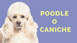 Raza de Perro POODLE Caniche CARACTERÍSTICAS de la raza CUIDADOS e historia [upl. by Rella]