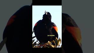 Red winged blackbird singing [upl. by Oilejor]