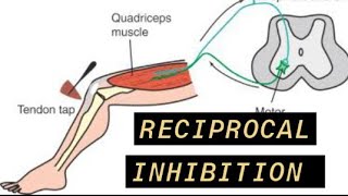 Reciprocal Inhibition [upl. by Takashi]