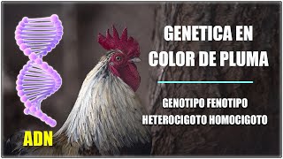 genética color pluma gallos y gallinas genotipo fenotipo aficiongallera gallosfinos [upl. by Aislehc686]