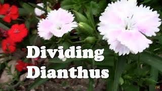 Dividing Perennial Dianthus and Starting Them From Cuttings [upl. by Teddy]