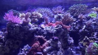 Display tank 2year anniversery Coral shots and rambling on [upl. by Warga677]