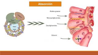 Absorción digestión y transporte de lípidos [upl. by Brander]