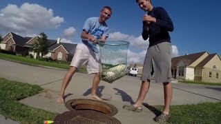 Giant Softshell Turtle Caught in the Sewer [upl. by Mlawsky]