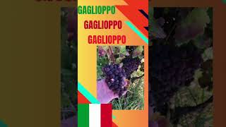 How to Pronounce Gaglioppo gaglioppo howtopronounce calabria shorts [upl. by Eerihs]