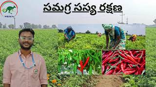 IPM IN CHILLI మిరపలో సమగ్ర సస్య రక్షణ [upl. by Inga]