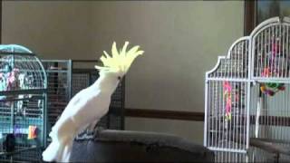 Parrot dancing with Michael Jacksons Song [upl. by Briano]