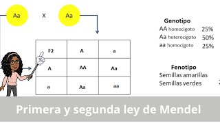 Primera y segunda ley de Mendel explicación y ejercicios [upl. by Ahsiemaj]