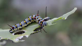 Caterpiller eating leaf caterpillar beautiful wonderful nature naturelovers like youtube [upl. by Dayna]